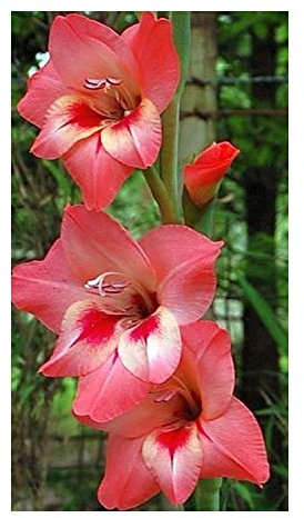Gladiolus varius - Schwertlilie - 10 Samen