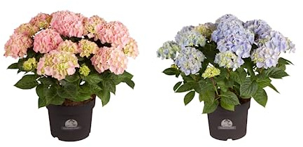 Hydrangea Azul y Hydrangea Rosa Plantas Naturales Popularmente Conocidas como Hortensias