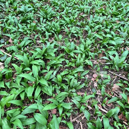 semi di aglio orsino biologico - giardino roccioso vecchie varietà balcone rare 50pcs
