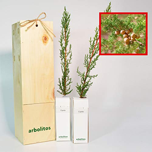 CIPRÉS - arbolito de pequeño tamaño en caja de madera - PLANTA VIVA (2)
