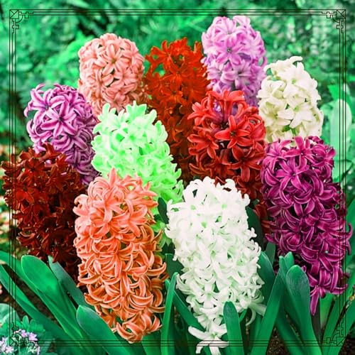 Hyazinthen Zwiebeln Hyazinthen rhizome Hyazinthen zwiebeln Hyazinthen zwiebeln winterhart Hyazinthen zwiebeln Dekorative Pflanzen FüR Den Garten