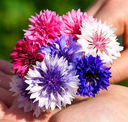 Kornblume Mischung - Polka Dot Color Mix - Centaurea cyanus - Blume - 500 Samen