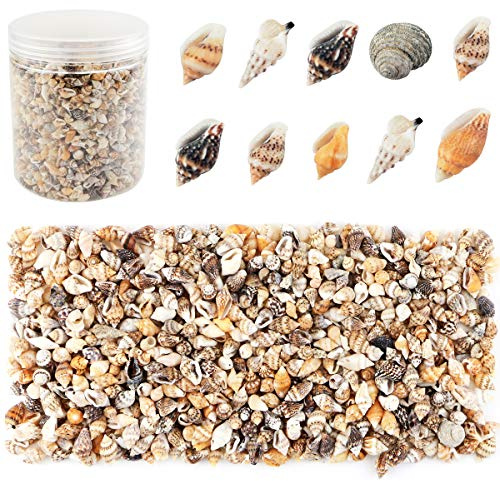 2000 Pcs Tiny Sea Shells for Crafting,Mixed Ocean Beach Mini Seashells Bulk for Home Decorations,Beach Theme Party, Small Shells for Craft, Wedding Decor, Fish Tank Vase Filler(5-12 mm)