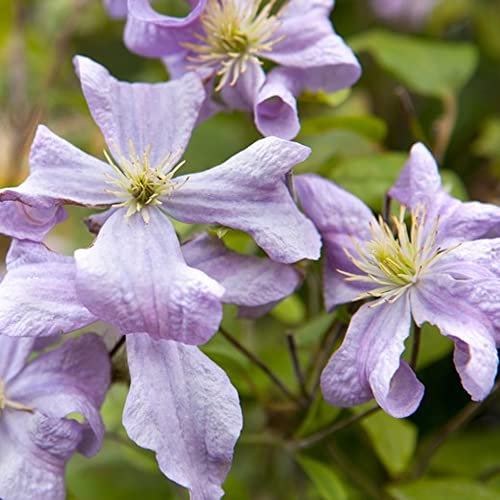 Clematis Prince Charles | Hardy Deciduous Climbing Garden Plant (70-80cm Incl. Pot)