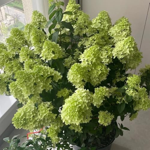 100 pcs Rispenhortensie Samen blumen winterharte pflanzen Hydrangea Paniculata ostergeschenk pflanzen balkon garten pflanzen blumen garten pflanzen garten geschenk wildblumenwiese