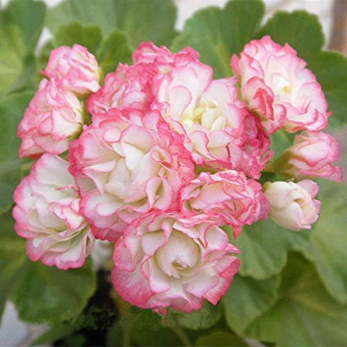 Kalash New 20 Pcs Géranium graines de fleurs Fleur de pommier pour jardinage Lumière rose