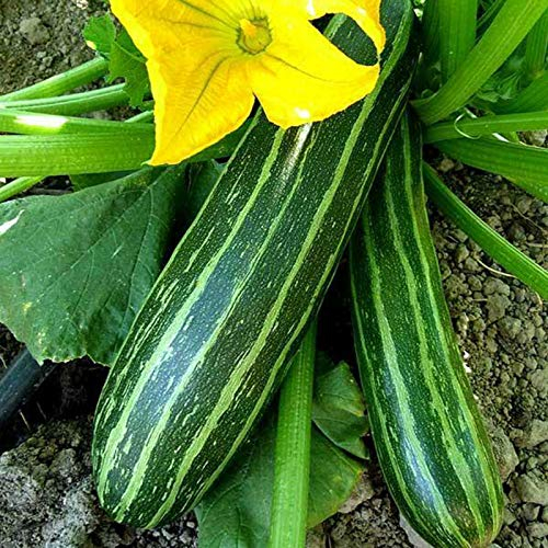 Benoon Zucchini-Samen, 100 Stück/Beutel Zucchini-Samen Köstlich Fettarm Mini Squash Long Green Seeds Für Den Garten Zucchinisamen