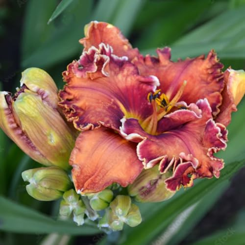 Resistente-Decoración paisajística para terraza y jardín- - Hemerocallis de raíz vertical - - /【CXXFGFT】.-3 bulbos-F