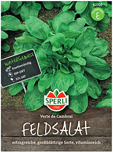 Premium Feldsalat Verte De Cambrai | Frostharte Sorte | Großblättrig Vitaminreich und Schnellwüchsig | Aussaat bis Oktober | Samenfeste Feldsalat Samen