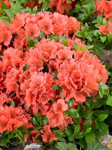 Rhododendron obtusum 'Geisha Orange' 25-30 cm – Winterhart, Immergrün, Pflegeleicht – Azalee – Zierstrauch für Beet & Kübel