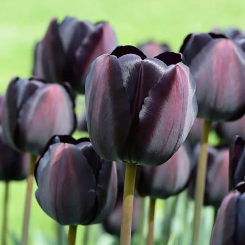 Bulbi di tulipano rialzata di primaverili tappezzanti in vaso ornamentali del decorazioni giardino per esterni resistenti per 5pcs