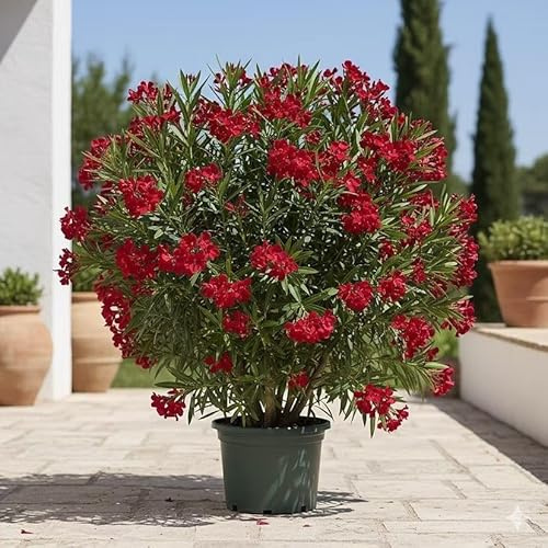 Oleander Rouge Simple, Intensives Rot, 4L Topf, Nerium Oleander Zierpflanze