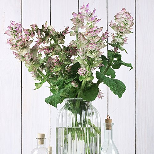 Sauge sclarée, Muscatel Sage Graines - Sauge sclarée