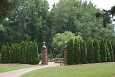 Tuia albero arbusto sempreverde cespuglio, 150 semi! Groco