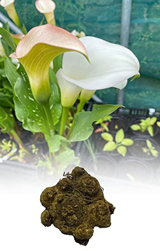 1 Zantedeschia White Calla (Arum) Lily Bulbs/Rhizomes Size 24/26 Summer Flowering Perennial Plant : - by GARTHWAITE NURSERIES® : - UK Stockist