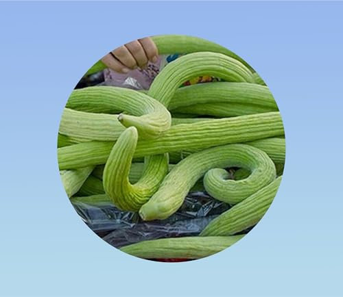 10 graines concombre melon armenien serpent - yard long -seeds- cucumber- facile a cultiver
