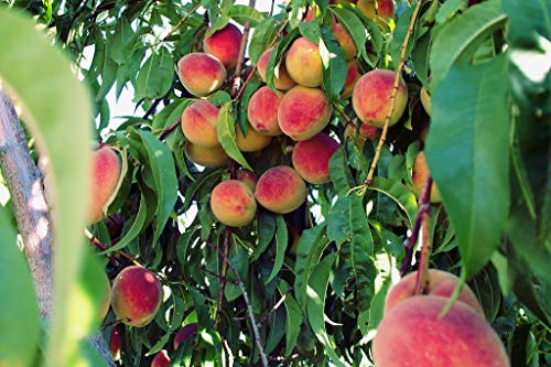 Elberta Peach Tree - Self Pollinating - Live Fruit Plant Shipped 2 to 3 Feet Tall by DAS Farms