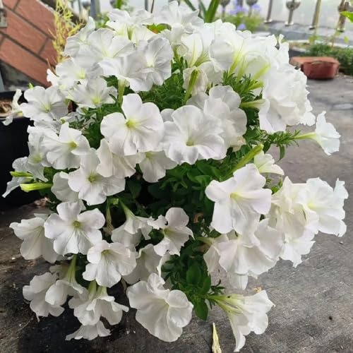 semi di petunia, petunie pendenti decorazione floreale organica per balcone petunie balconeto in vaso di semito decorativo 35semi