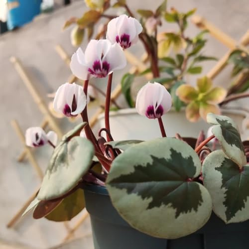 Semi di ciclamino - semi di biologici, bomboniere ornamentali esotici estivi tappezzanti raro resistenti per giardini rocciosi interno 160pcs