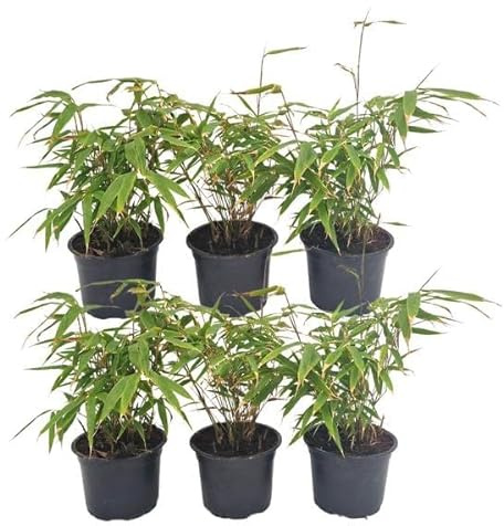 Schirmbambus Fargesia Rufa – 24 Pflanzen – Ø13cm – ca. 25cm hoch – Winterharte Bambuspflanzen für Hecke & Sichtschutz – Pflegeleichte Gartenpflanzen