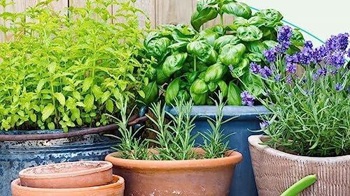 MISCUGLIO DI PIANTI REPELLENTI PER INSETTI ANTIZANZARE NR.100 SEMI