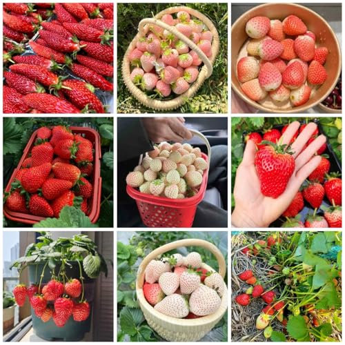 erdbeeren pflanzen samen, erdbeersamen obstbäume, winterharte pflanzen für garten erdbeerpflanzen kaufen samen gartenpflanzen winterhart mehrjährig baum deko obst, obstbäume bäume 200pcs