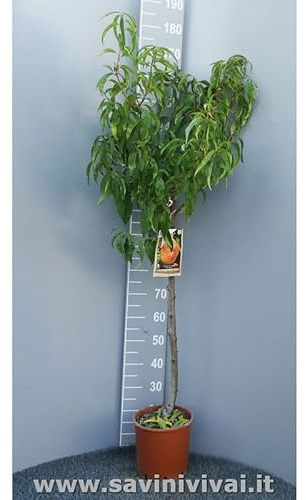 SAVINI VIVAI Weiße Pfirsichpflanze, Maria Delizia, Obstpflanzen, Pfirsichbaum im Topf, 22–24 cm, 2–3 Jahre, Höhe 130–150 cm, hergestellt in Italien