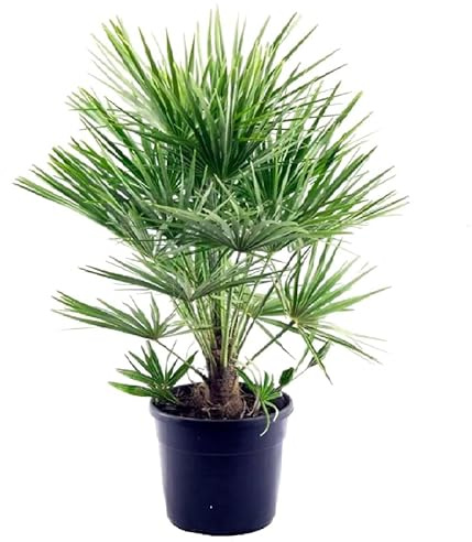 AMDGarden Chamaerops Humilis Palma Nana in Vaso 24 cm, Pianta per Esterni, Foglie Verde Brillante, Resistente alla Siccità, Origine Mediterranea
