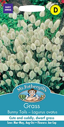 Mr Fothergill's Grass Bunny Tails - Lagurus ovatus