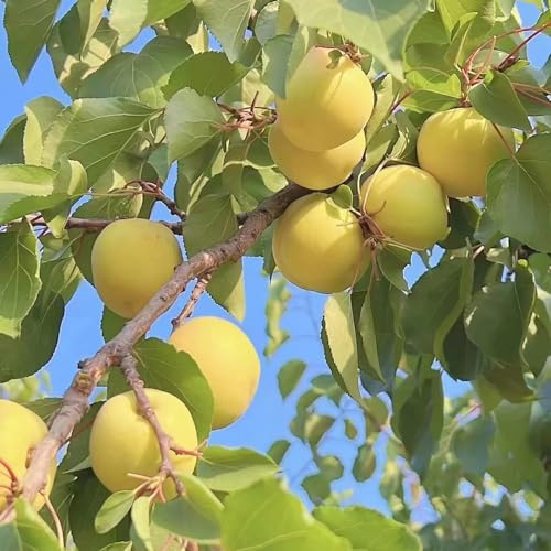 semillas resistentes del albaricoquero - decorativas orgánicas jardin interior exóticas 4pcs