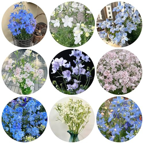 semi di delphinium resistente perenne - delphinium - balcone di perenni resistenti all'esterno, decorazioni Decorazione 250pcs