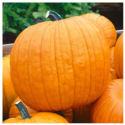 Everwilde Farms - 1 Lb Organic Howden's Field Pumpkin Pumpkin Seeds - Gold Vault Packet