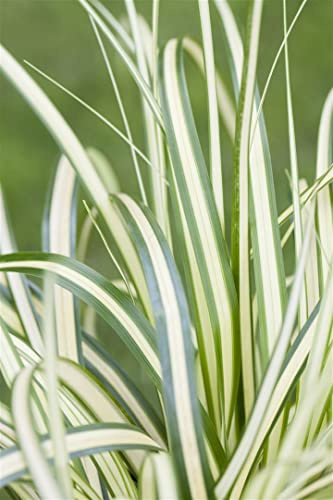 Carex ornithopoda 'Variegata' 9x9 cm Topf – Winterhart, Mehrjährig, Pflegeleicht – Bunte Segge – Ziergras für Beet & Kübel
