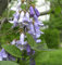 Blauglockenbaum 80-100cm - Paulownia tomentosa