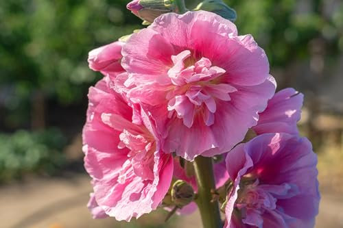 120 Hollyhock Seeds Double Bloom Mix (Alcea rosea) – Tall Cottage Garden Flowers Large Double Peony Flowers – Easy Grow Biennial – Summer Carnival (120 Seeds)