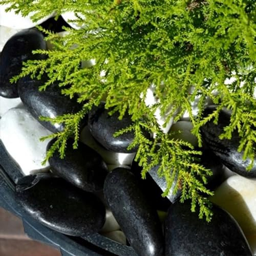 VELLES Schwarze Deko Steine Kieselsteine Dekosteine Schwarz Kies Aquarium Steine zum Basteln Zierkies Gartensteine Große Gartendeko Steine Garten Deko Stein Groß (Schwarze)