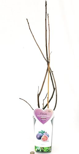 PIANTA DI FICO, FICUS CARICA ROUGE DE BORDEAUX, VASO 14CM DIAMETRO, piante vere