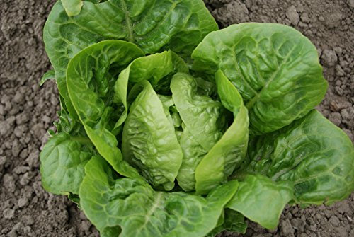 Just Seed - Vegetable - Lettuce - Little Gem - 6000 Seeds