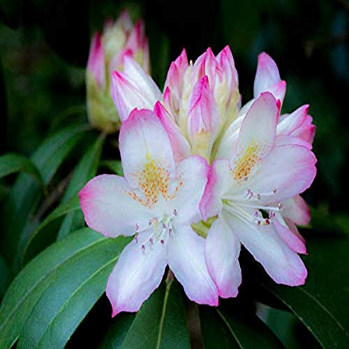 Posterazzi PDDUS39JEG0106LARGE Soft Focus of a Variegated Pink and White Rhododendron in a Garden Photo Print, 36 x 24, Multi