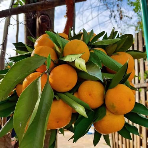 35 piezas semillas de naranjo semillas de balcón mandarino, jardin para exterior, interior