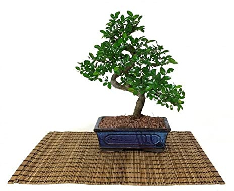 Bonsai di Olmo cinese vaso cm. 18