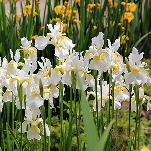 4 Stück schwertlilie gladiolen schwertlilien zwiebeln winterhart mehrjährig Iris - Seltene Pflanzen serie - zimmerbonsai bonsai nachhaltige produkte indoor garden blumenzwiebeln