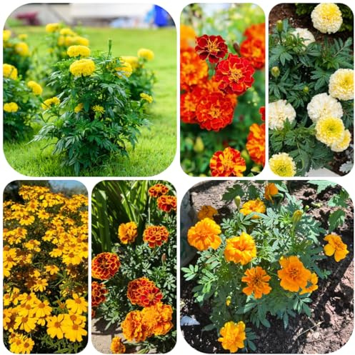 semi di calendula, Tagetes erecta, recisi da esterno resistenti vecchie varietà da esterno selvatici decorazione giardino per esterni per luoghi 400pcs