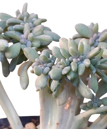 Pachyveria Clavata Crestata pianta grassa da collezione - vaso Ø 9 cm