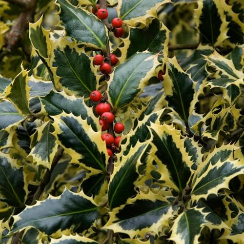 Acebo 'Argentea Marginata' - Arbusto perenne y resistente