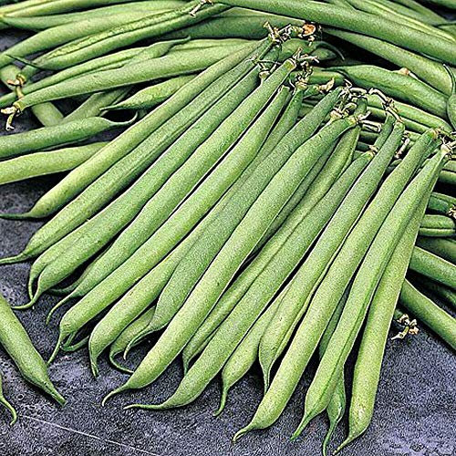 Dwarf Bean 'Opera' Seeds Half-Hardy Annual Vegetables Garden Plants Easy to Grow Your Own Dwarf Bean 'Opera' 1 Packet of 75 Seeds by Thompson and Morgan