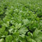 500 pezzi di semi di ortaggi produttivi mini semi di senape naturali accessori agricoli Verde