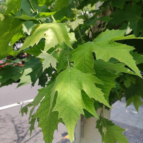 de plátano sostenibles Platanus acerifolia comprars de interior en macetas resistentes verdes balcón hoja perenne resistentes jardín 60semillas