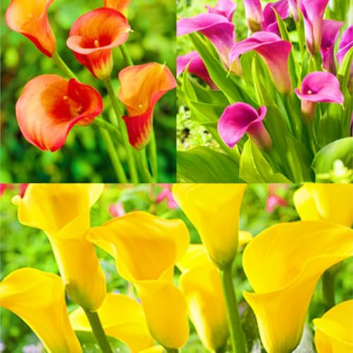 Calla Lily Bulbs-Calla Lily Plants Ornamental Flowers/Garden Flowers/Hardy Perennial/Wedding Flowers/Plant Bulbs-8bulbs-c