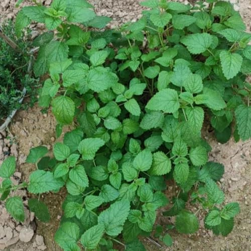 semi di melissa, giardino biologiche esotiche 400pcs